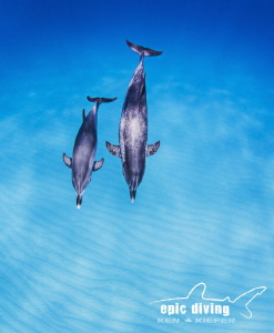 Floating on blue air.  Mother and calf Spotted Dolphin en... by Ken Kiefer 